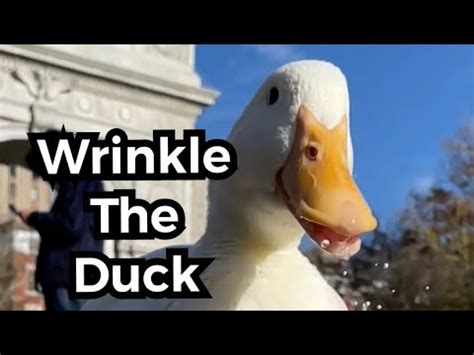 15 Nov 2022. . Who owns wrinkle the duck